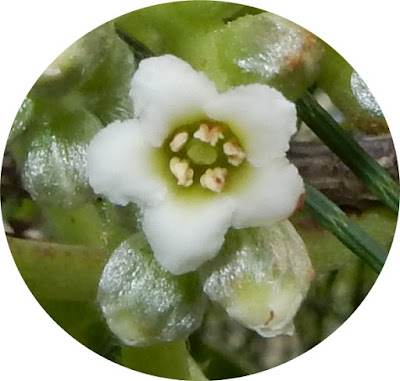 白水木的花