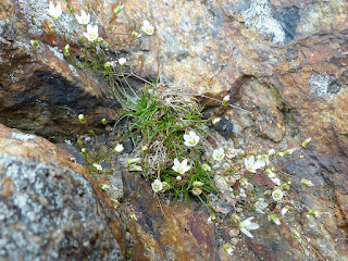 Sagine noueuse - Spergule noueuse - Sagina nodosa 