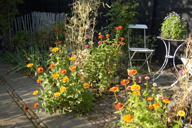 zinnia in warme kleuren