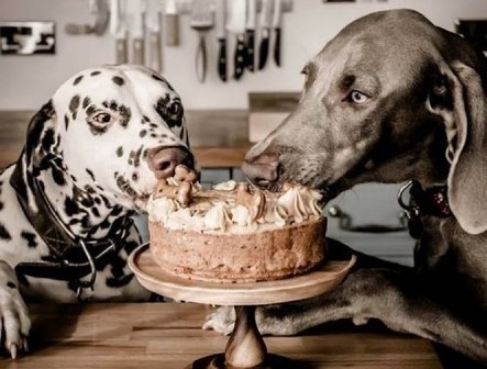 Dogs Eating Chocolate Cake