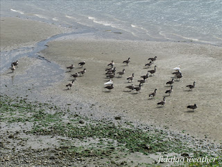 Canada Geese on migration