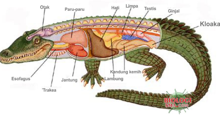 MACAM MACAM DAN PENGERTIAN SISTEM EKSKRESI PADA HEWAN  