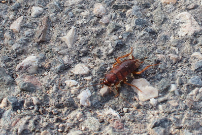 Grote Kakkerlak - Amerikaanske Kakkerlak - Periplaneta americana
