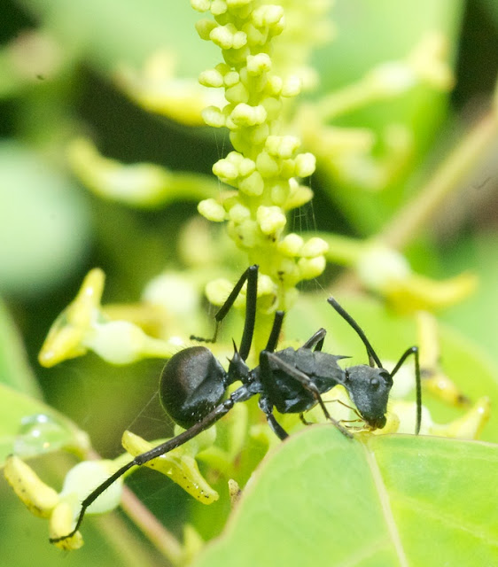 Black Spiny Ant (Polyrhachis armata)  