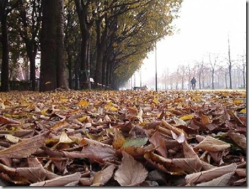 foglie morte...e la natura riprende il suo ciclo