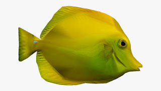 Gambar Ikan Yellow tangs