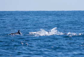 Bottlenose Dolphins, Scilly