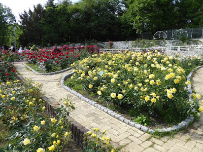 花博記念公園鶴見緑地のバラ園