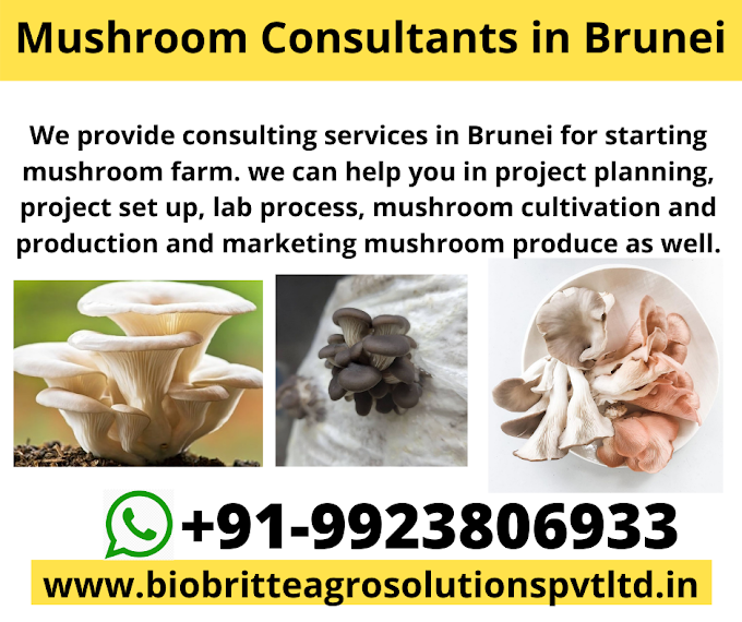 Mushroom Consultants in Brunei Darussalam | Mushroom Farm in Brunei Darussalam