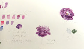 Study page in watercolour of a mauve rose, William Lobb 