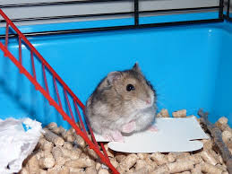 Peluang Usaha Ternak Hamster Untuk Pemula