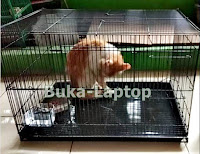 Persiapan Perlengkapan dan Obat Vitamin Sebelum Adopsi Kucing Persia