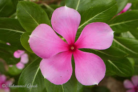 Periwinkle Flower