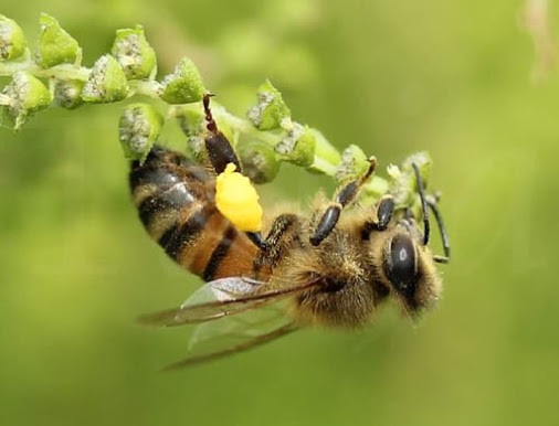 ABEJAS TRABAJANDO - BEES WORKING.