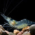 Ghost Shrimp Aquarium (How to Keep and Information)
