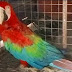 Red Macaw, বিরল প্রজাতির পাখি উদ্ধার