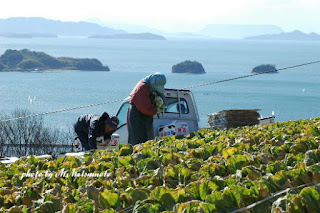 四国方面を見ながら白菜の収穫