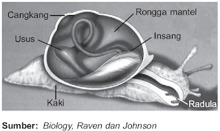 masuk ke dalam insang dan terjadi pertukaran udara dalam Pintar Pelajaran Sistem Pernapasan pada Moluska - Siput Kerang Cumi-cumi