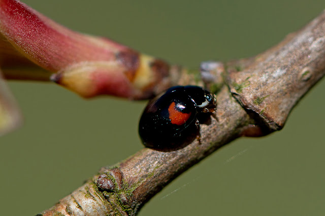 Exochomus 4-pustulatus the Pine Ladybird