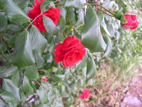 DSCN5394
