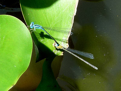 Pseudagrion microcephalum damselflies