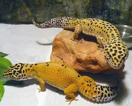 Amazing Pictures of Animals, Photo, Nature, Incredibel, Funny, Zoo, Eublepharis macularius, Leopard gecko, Alex (8)