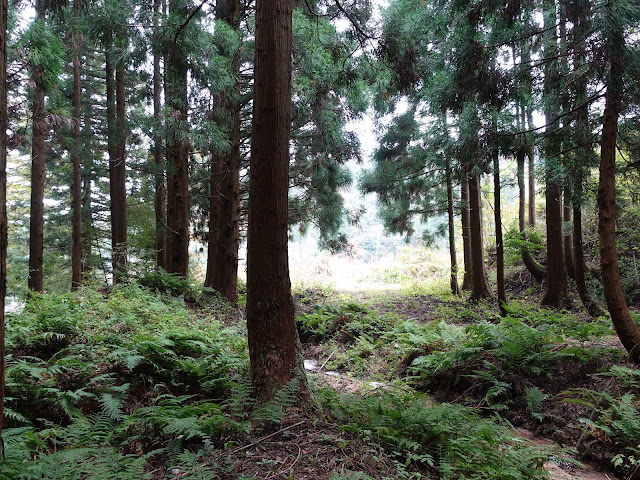 奥山のびとハウスの森