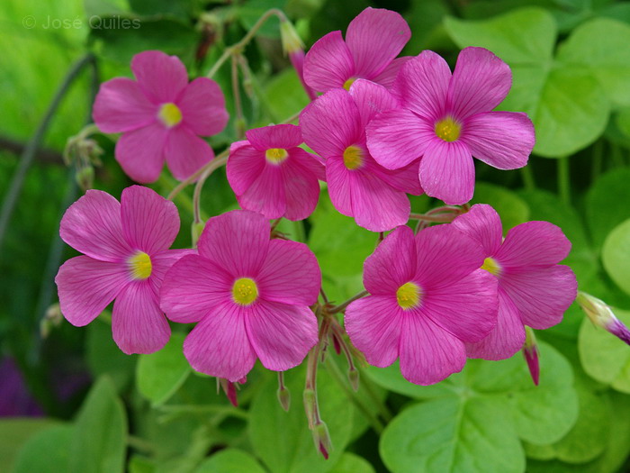 Кислица Боуви (Oxalis bowiei)