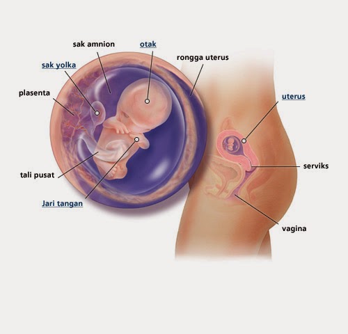 Minggu Ke-10 Kehamilan