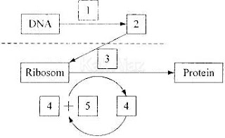 Diagram sintesis protein