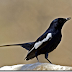 SEDIKIT TIPS MEMILIH BURUNG KACER