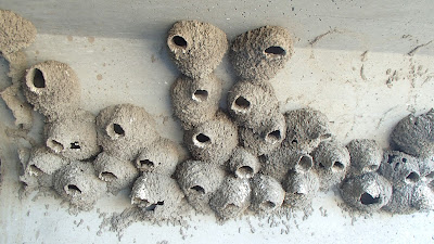 Barn Swallow Nests