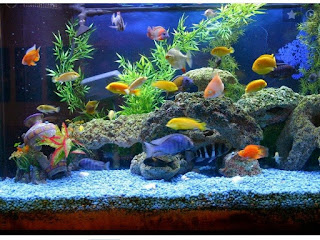 Dekorasi aquarium air tawar sederhana