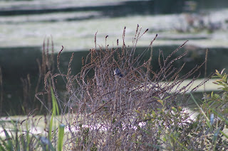 Lesser Whitethroat