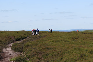 A group of walkers following a narrow path through the moorland heather.