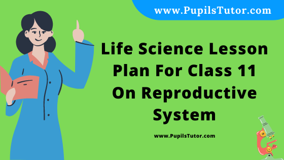 Free Download PDF Of Life Science Lesson Plan For Class 11 On Reproductive System Topic For B.Ed 1st 2nd Year/Sem, DELED, BTC, M.Ed On School Teaching And Practice  In English. - www.pupilstutor.com