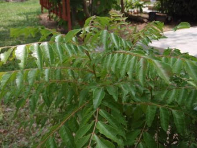 LI NA HERBS: August 2008