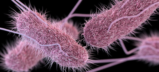 Salmonella y microorganismos patogenos