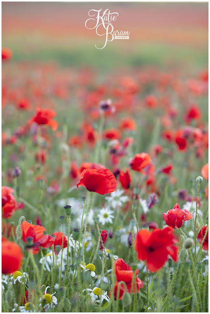 poppy field, poppies, poppyfield, poppy field north east, poppy field newcastle, poppy field durham, red flowers, sunset.