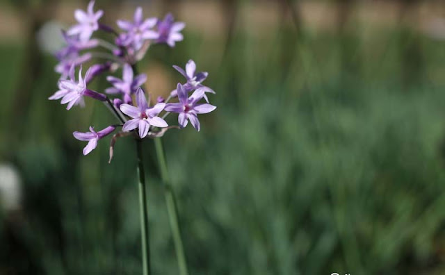 Society Garlic Flowers Pictures