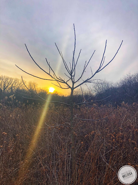 Special moment of light near the site of the mounds at Winfield Mounds.