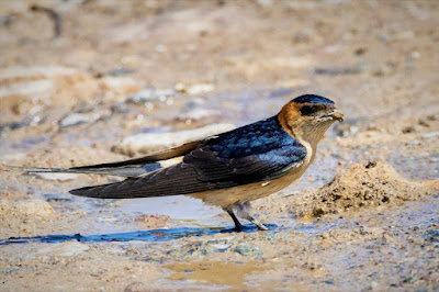Red-rumped Swallow carrying nest material