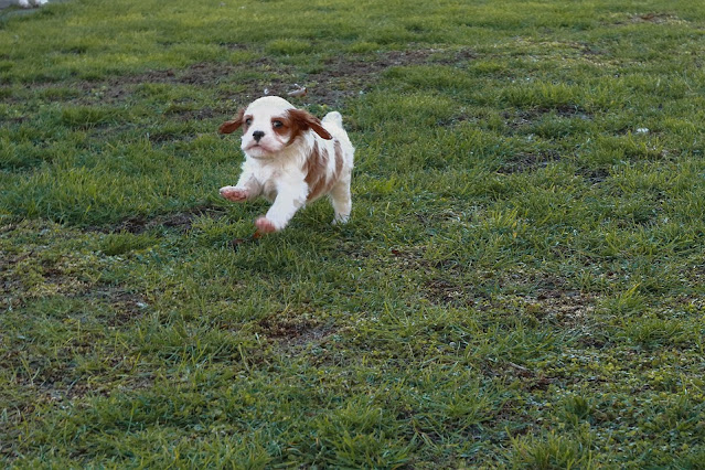 cute baby dog