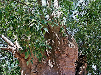 Detall de lledoner de Can Plantada. Autor: Carlos Albacete