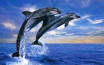dolphins, dolphins wallpaper, dolphins jumping in the sunset, dolphins jumping ,