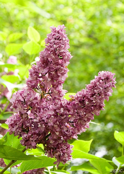 IMG_1281 copy