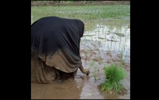 Foto Muslimah Hijab Syar'i Nanam Padi Berlumpur Kagumkan Nitizen