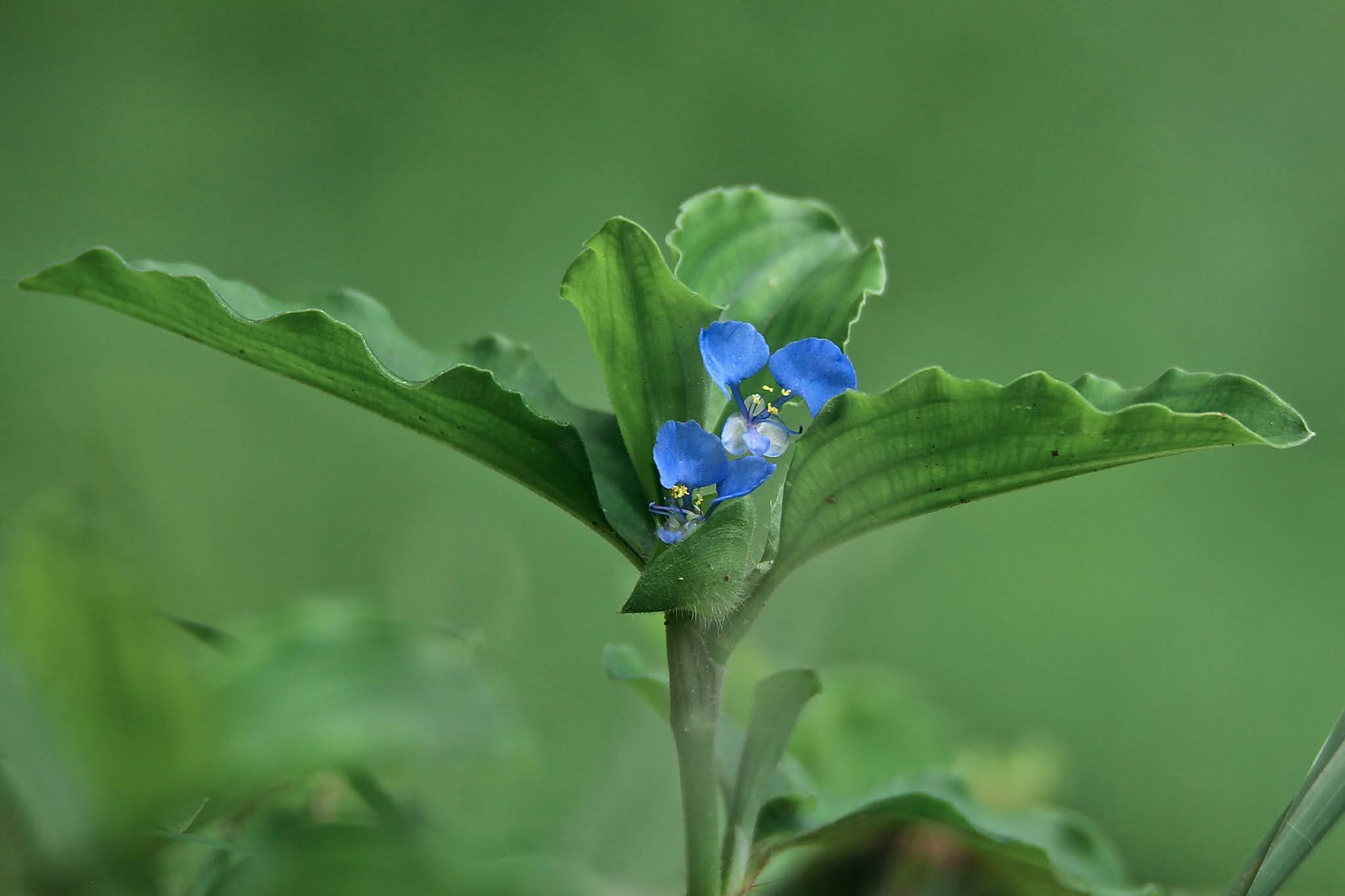 Most common Weeds and Wild flowers, and grasses with name in Karnataka,. India, high resolution free