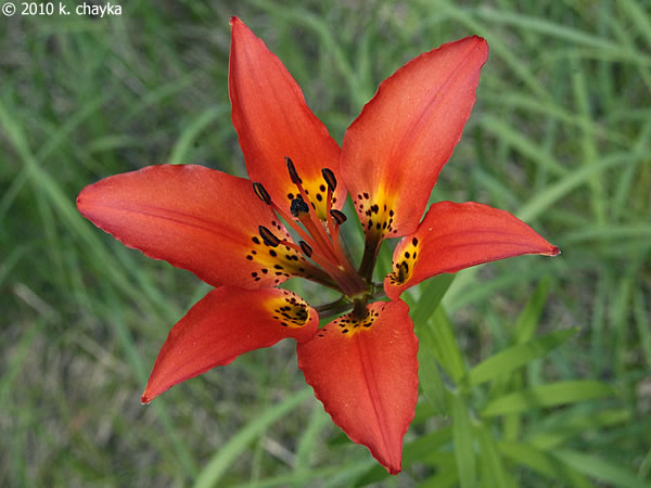 Лилия филадельфийская (Lilium philadelphicum)