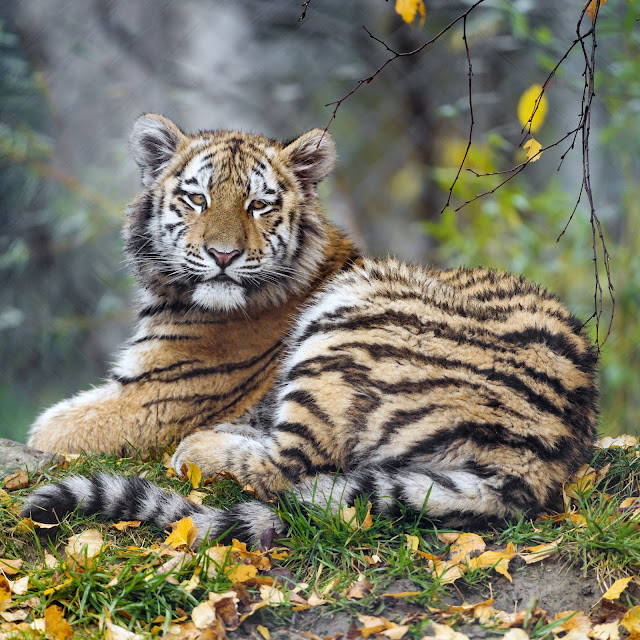 Tigress Cub